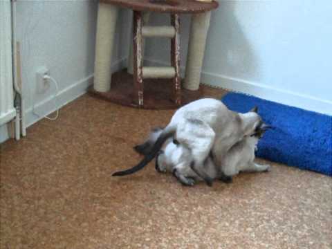 Ridiculous cats mating (loud) Part II, HD Orysya & Emil|アニメ