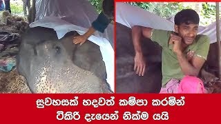 78-year-old elephant ‘Tikiri’ dies