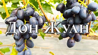Виноград Дон Жуан - Обзор