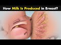 Milk Production in Female Breast - Breastfeeding (Urdu/Hindi)