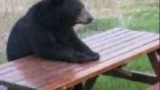 Watch Joan Armatrading Eating The Bear video