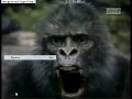 gorilla vs leopard the big face-off