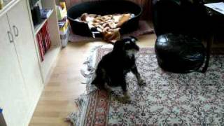 Jagdterrier In Action