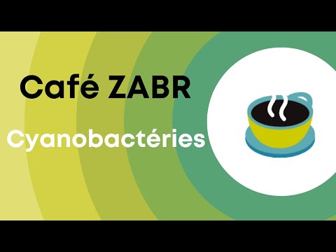 Café Zabr Cyanobactéries