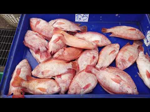 ราคาอาหารทะเล ตลาดไท ปลาดุก ปลานิล ปลาทับทิม ราคาถูก | ปลาดุก ร้านเฮียเชื่อม ตลาดไท ตัวใหญ่ๆทั้งนั้น
