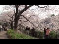 東京都・千鳥ヶ淵の桜