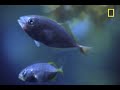Fish vs. Sargassum