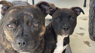 Staffordshire Bull Terrier Puppy Comparison Angel Vs. Psycho