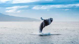 We can restore our oceans in 30 years | Oceana
