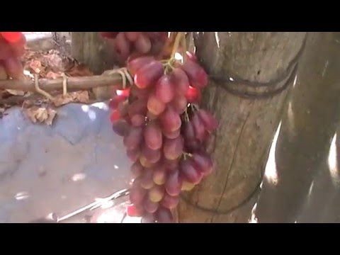 Сорт винограда алвика фото и описание Сорт винограда алвика фото и описание