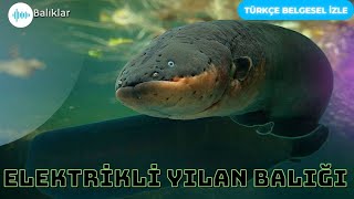Elektrikli Yılan Balığı — Gerçek Nehir Canavarı #yılanbalığı #belgesel #animals 