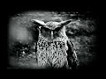 "The Owl" - Aaron Shotwell
