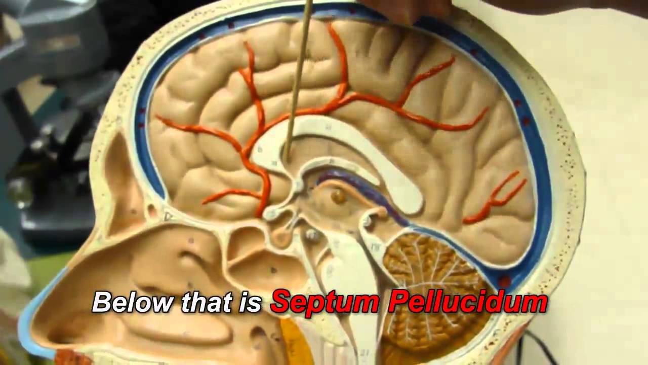 Human Brain Anatomy - YouTube