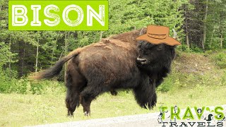 Bison