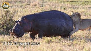 Crocodile Vs Hippo The Relentless Clash Between Two River Kings