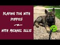 Playing Tug with Puppies - With Michael Ellis (Power of Playing Tug with Your Dog)