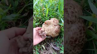 Isiwang Pugo