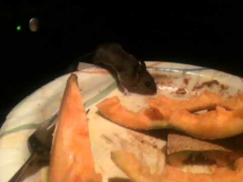 Crawly Creepy Little Mousie Video