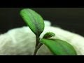 Purple Haze: Tomato Phosphorus Deficiency Video Hydroponic Hybrid Hydrosock Wick Plain 2 Grow System