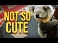 7 Animals That Prove Australia Is The Scariest