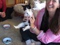 Kitten LOVES Broccoli Kitten LOVES Broccoli