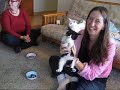 Kitten LOVES Broccoli Kitten LOVES Broccoli