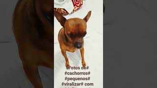 Jogo De Cachorro Pequeno Viralizar No Youtube Com Joseane