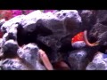 100 Gallon African Cichlid Tank 7/25/12