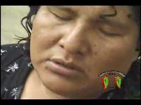 VIDEO OSITO PARDO video osito pardo:
