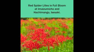 Red Spider Lilies In Full Bloom At Imaizumicho And Hachimangu, Isesaki.