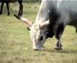 635 Hortobágy Hungarian Grey bull. Magyar szürke bika legel