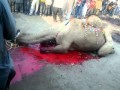 QURBANI OF CAMEL ACCORDING TO ORDER OF ALLAH AT LAHORE OIL MILS PART 2.mp4