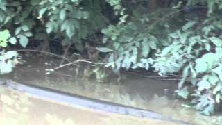 Видео г Волгоград ул Лазоревая Красноармейский район продолжение часть 2 от Александр Старков, Лазоревая улица, Волгоград, Россия