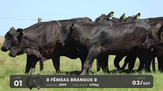 LOTE 01 - VENTRES BRANGUS - LEILÃO SÃO BIBIANO 2021