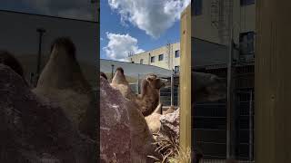 Camels In Jail / Верблюды В Тюрьме