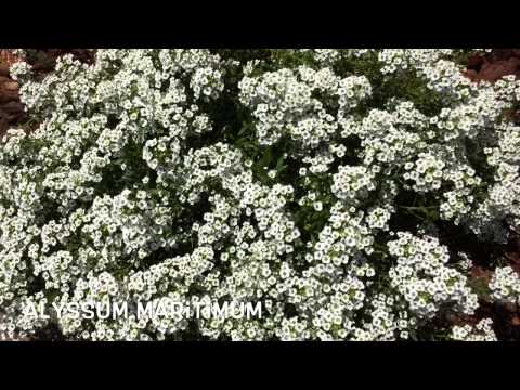 Header of Alyssum maritimum