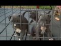 American Pitbull Blue Nose Puppies