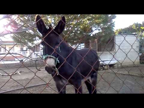 Petardas Con Free Video