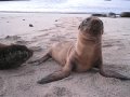 Playful+Baby+Sea+Lions