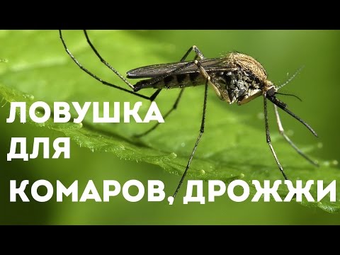 Ловушка для комаров своими руками без дрожжей