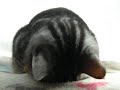 impossible body pose.ありえない体勢で眠る猫・ shijimi