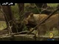حياة البراري جزء 1