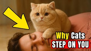 If Your Cat Steps On Your Face, Theyre Trying To Tell You This