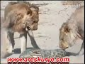 TİMSAH YİYEN ASLANLAR Timsah yeyən ASLANLAR LION التمساح أكل