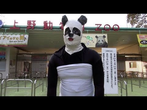 上野動物園パンダ公開延期で怒り狂う | Panda in the Park The umbrella is destroyed．