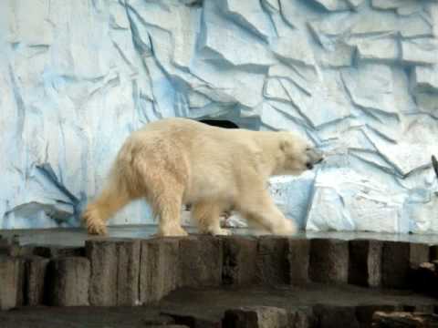 東京上野動物園---北極熊