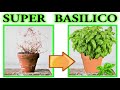 LE 7 REGOLE D'ORO, BASILICO PERFETTO IN CASA , BASIL seedling, plantulas de alb