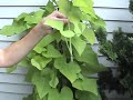 Annual Plants