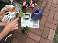 Annual Plants