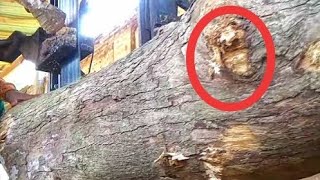 Rugi Bandar,,Pelajaran Berharga Di Balik Kayu Jati Ini Harganya Disama Ratakan Setara Dengan Berlian
